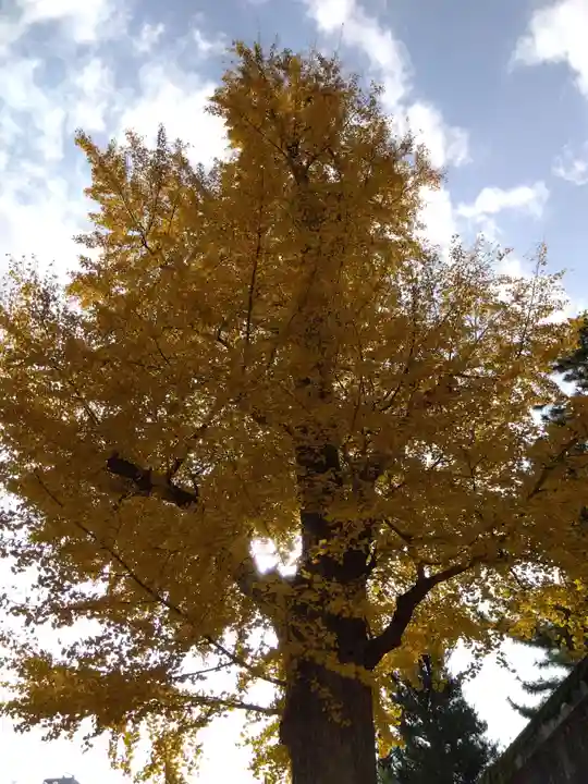 福井神社(福井県)