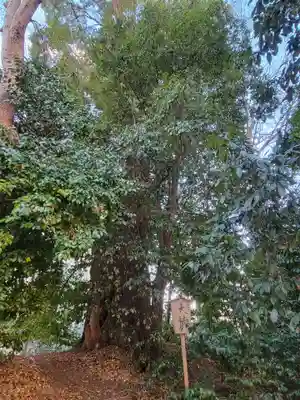 稲荷神社の自然