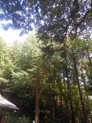 熊野神社の自然