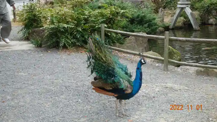 楽法寺(雨引観音)の動物