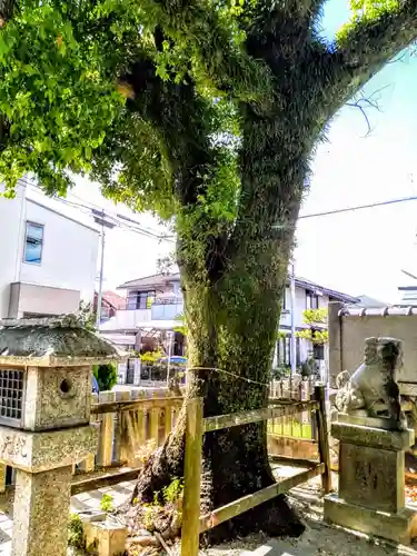 春日神社の自然