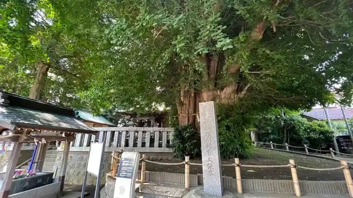 鶴嶺八幡宮の自然