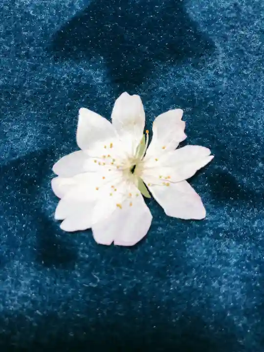 平野神社の自然