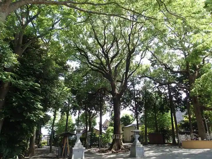 星川杉山神社の自然
