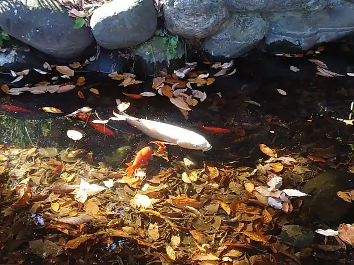 山名八幡宮の動物