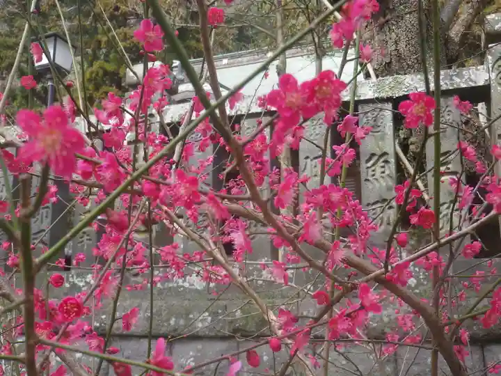御霊神社の自然