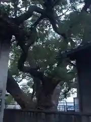 三島神社の自然