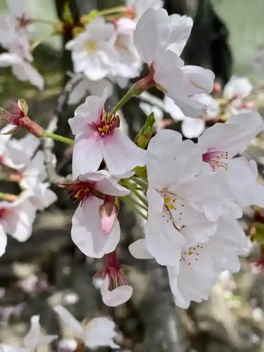 東寺(教王護国寺)の自然