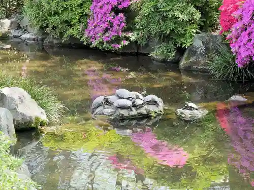 根津神社の動物
