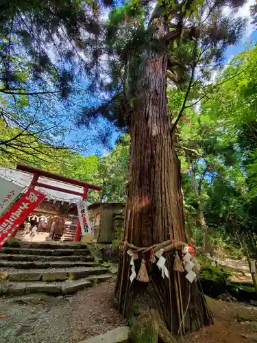 磐椅神社の自然