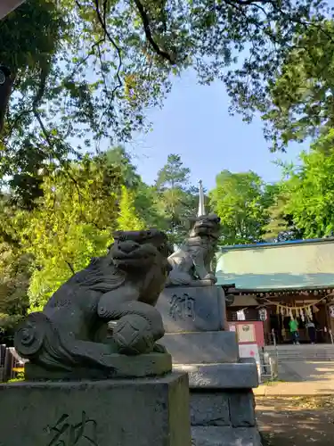 下高井戸八幡神社（下高井戸浜田山八幡神社）の狛犬