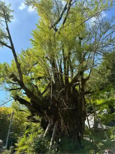 葛城一言主神社(奈良県)