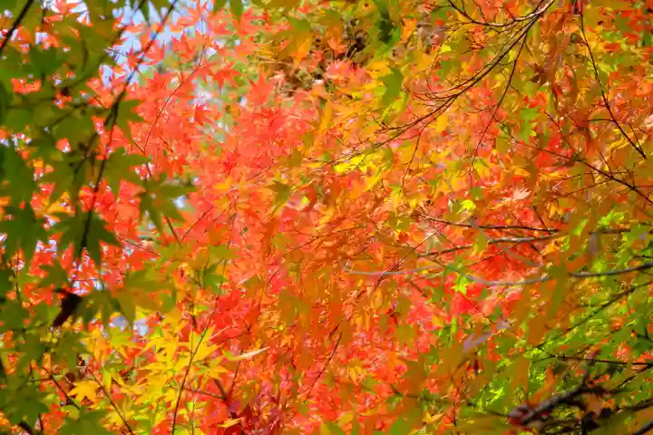 鍬山神社の自然