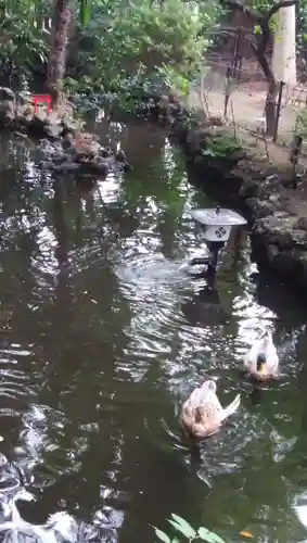 世田谷八幡宮の動物