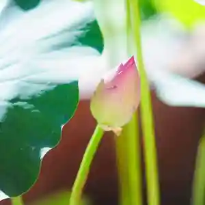 浄土寺(兵庫県)(2024年06月10日(月) 09時44分11秒投稿)