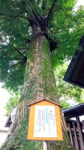 伊勢天照御祖神社（大石神社）の自然