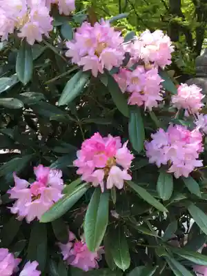 古知谷阿弥陀寺の自然