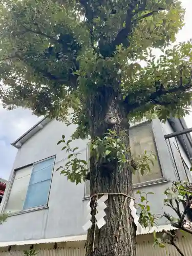 石井神社の{uncategorized: "未分類", other: "その他", undefined: "問題あり", building: "その他建物", grave: "お墓", sacred_gate: "鳥居", guardian: "狛犬", statue: "像", buddha: "仏像", history: "歴史", nature: "自然", garden: "庭園", animal: "動物", pagoda: "塔", temizu: "手水舎", mountain_gate: "山門・神門", sanctuary: "本殿・本堂", subordinate: "末社・摂社", art: "芸術", scenery: "景色", jizo: "地蔵", ema: "絵馬", goshuin: "御朱印", omikuji: "おみくじ", items: "授与品その他", amulet: "お守り", goshuincho: "御朱印帳", eats: "食事", festival: "お祭り", votive_dance: "神楽", shichigosan: "七五三参", wedding: "結婚式", experience: "体験その他", initially: "初詣", around: "周辺", anti_infection: "感染症対策"}