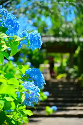 明月院(神奈川県)