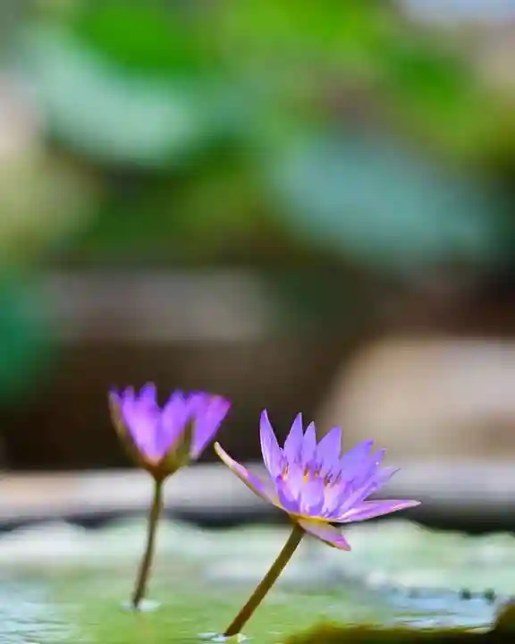 浄土寺(兵庫県)