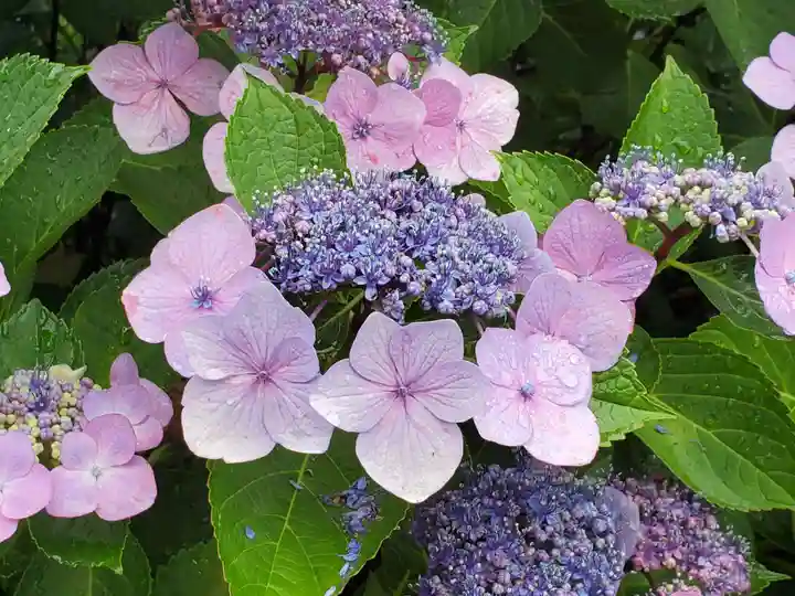 福祥寺(須磨寺)の自然