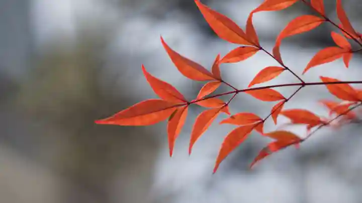 行願寺(革堂)(京都府)