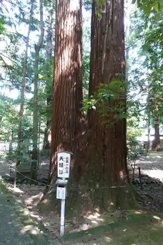 若狭彦神社（上社）の自然