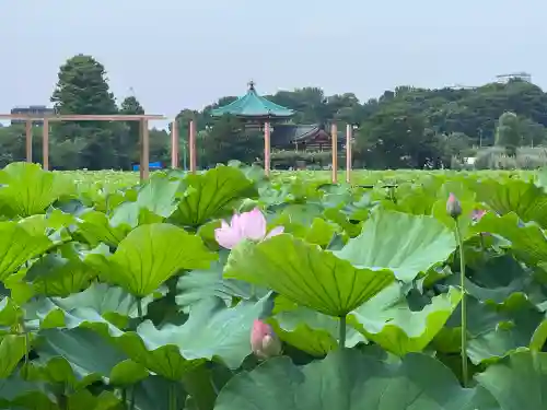 寛永寺不忍池弁天堂(東京都)