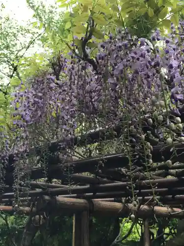 龍安寺の庭園