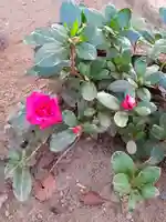 伏木香取神社の自然