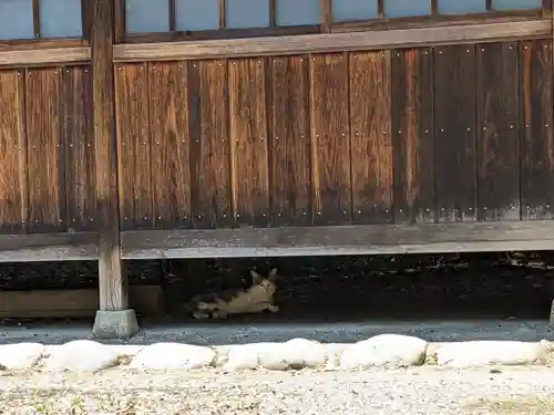 八幡社（柏井町）の動物