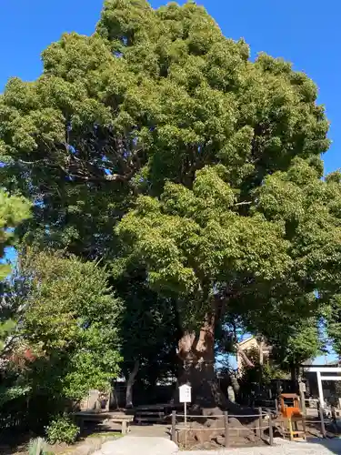 日々神社の自然