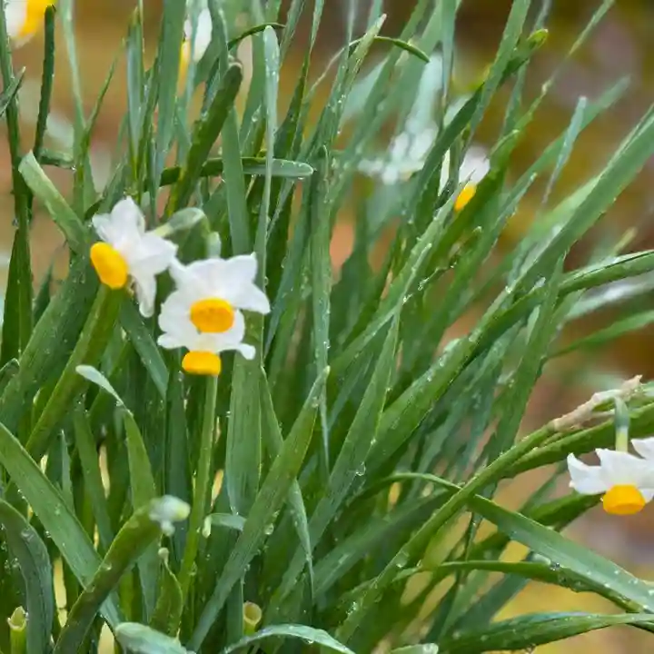 伊勢の国 四天王寺(三重県)