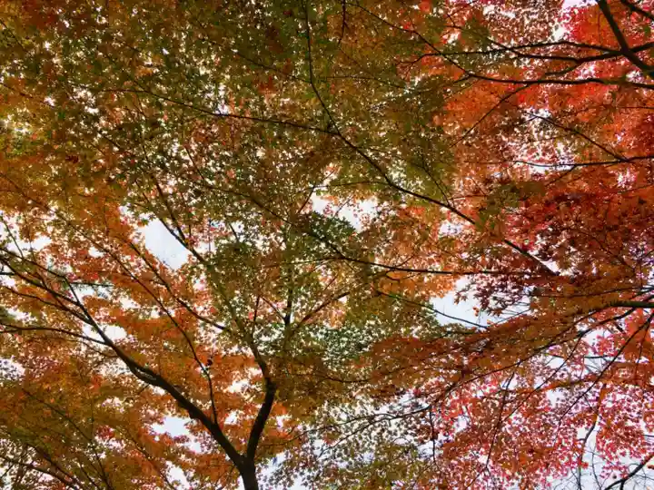 中尊寺本堂の自然