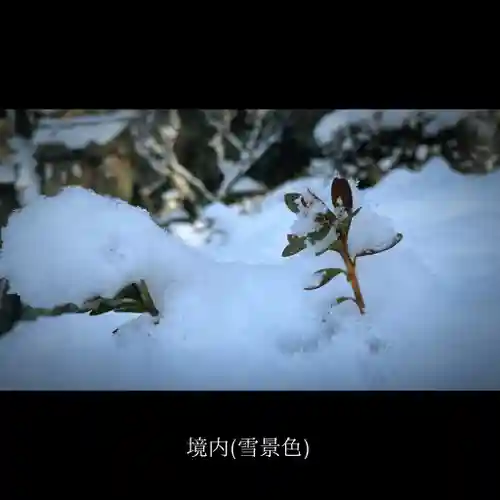 山﨑八幡宮の自然