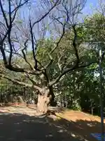 相馬神社の自然