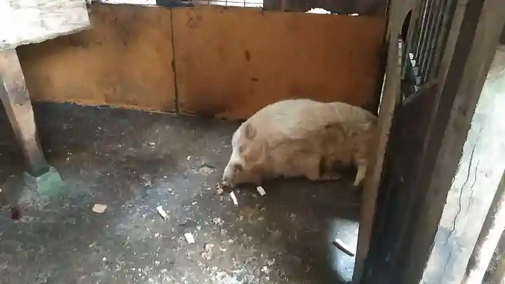 宝八幡宮の動物