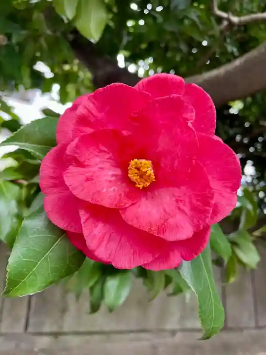 蓮乗寺(東京都)