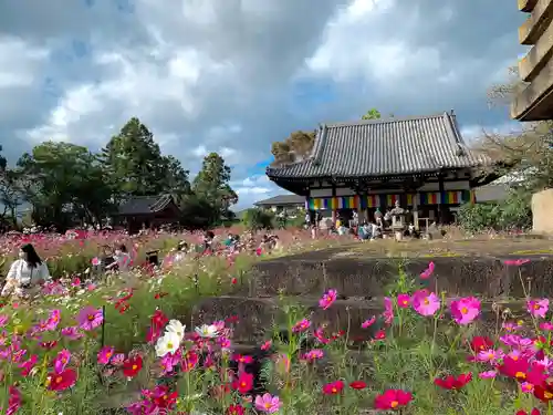 般若寺 ❁﻿コスモス寺❁(奈良県)