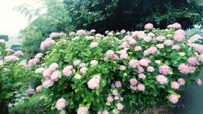 本光寺(愛知県)