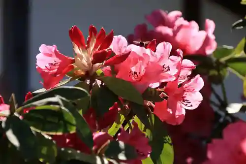 多田野本神社の庭園