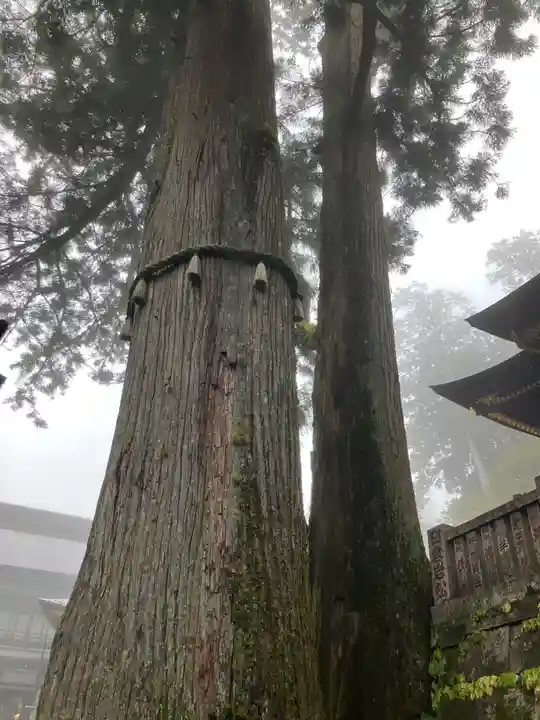 三峯神社(埼玉県)