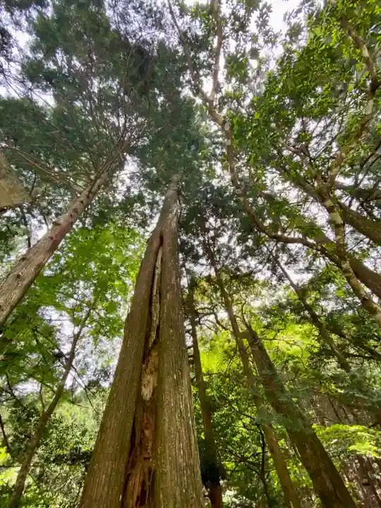 川上山若宮八幡宮の自然