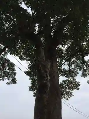 西寒多神社(大分県)