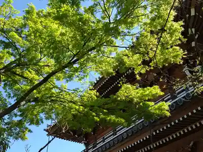 伝通院(東京都)