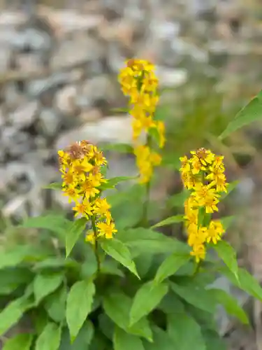 雄山神社峰本社の自然