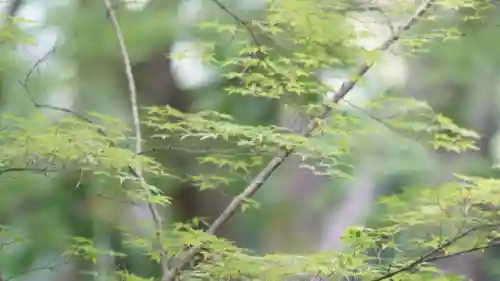 祇王寺(京都府)