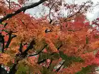 禅林寺(永観堂)(京都府)