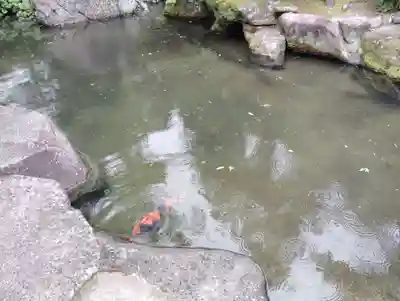 吉備津神社の動物