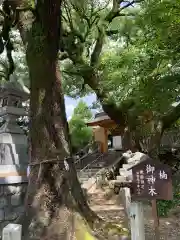 加納天満宮の自然